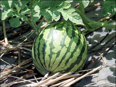 20120531-watermelon Citrullus_lanatus5SHSU.jpg